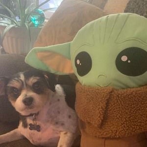 Meet your Posher, Holly